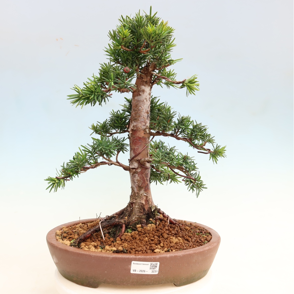 Vonkajší bonsai – Taxus cuspidata – japonský tis