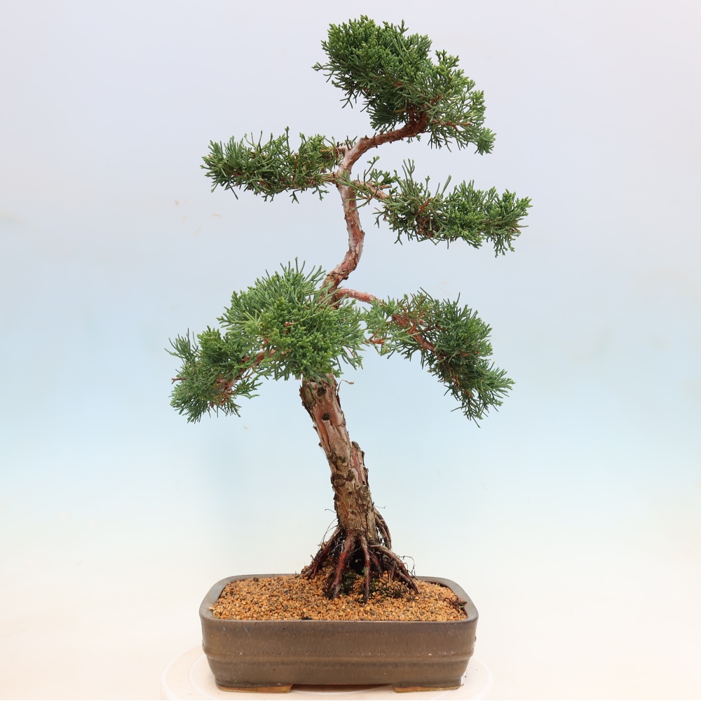 Vonkajší bonsaj - Juniperus chinensis Kishu