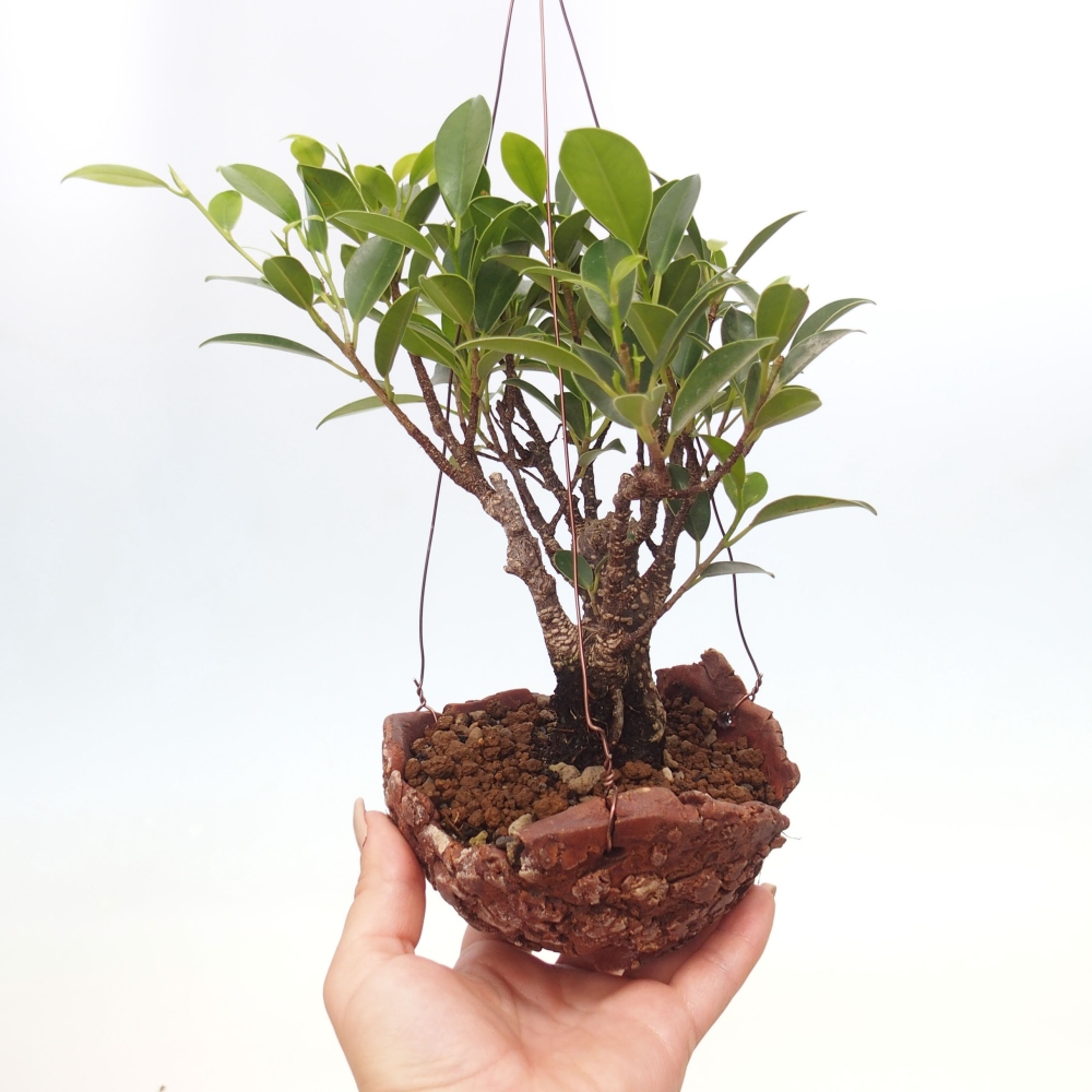 Kokedama v keramike - malolistý ficus - Ficus kimmen