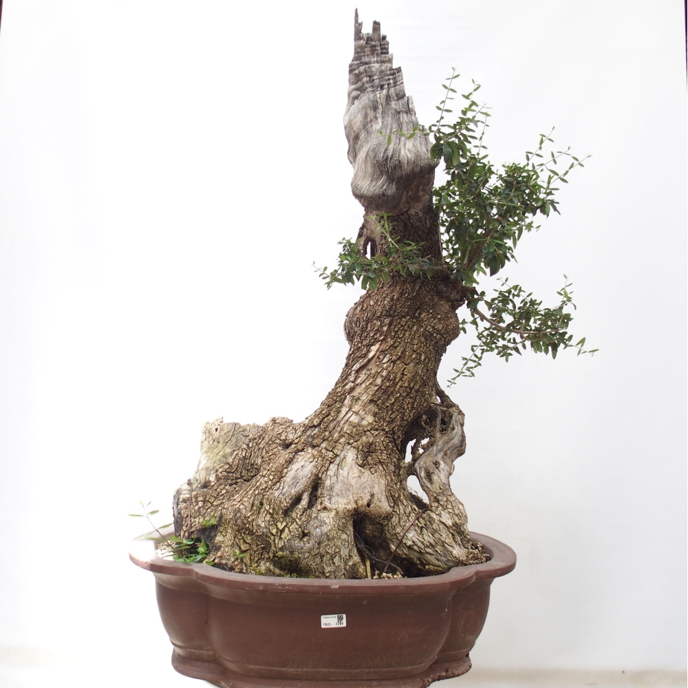 Izbová bonsai - Olea europaea sylvestris -Oliva evropská drobnolistá