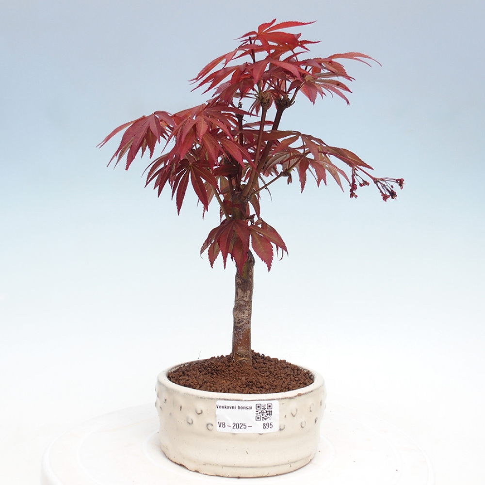 Vonkajší bonsai - Acer palm. Atropurpureum-Javor dlanitolistý