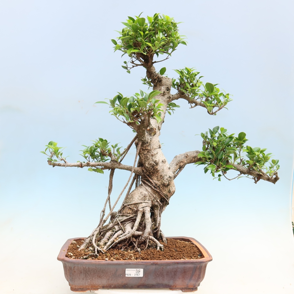 Izbové bonsaje - Ficus kimmen - drobnolistý fikus