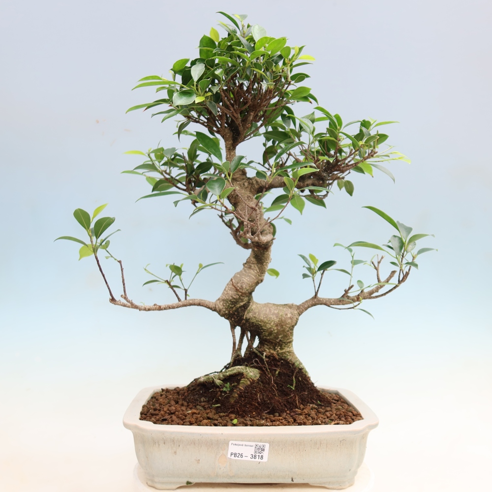Izbové bonsaje - Ficus kimmen - drobnolistý fikus