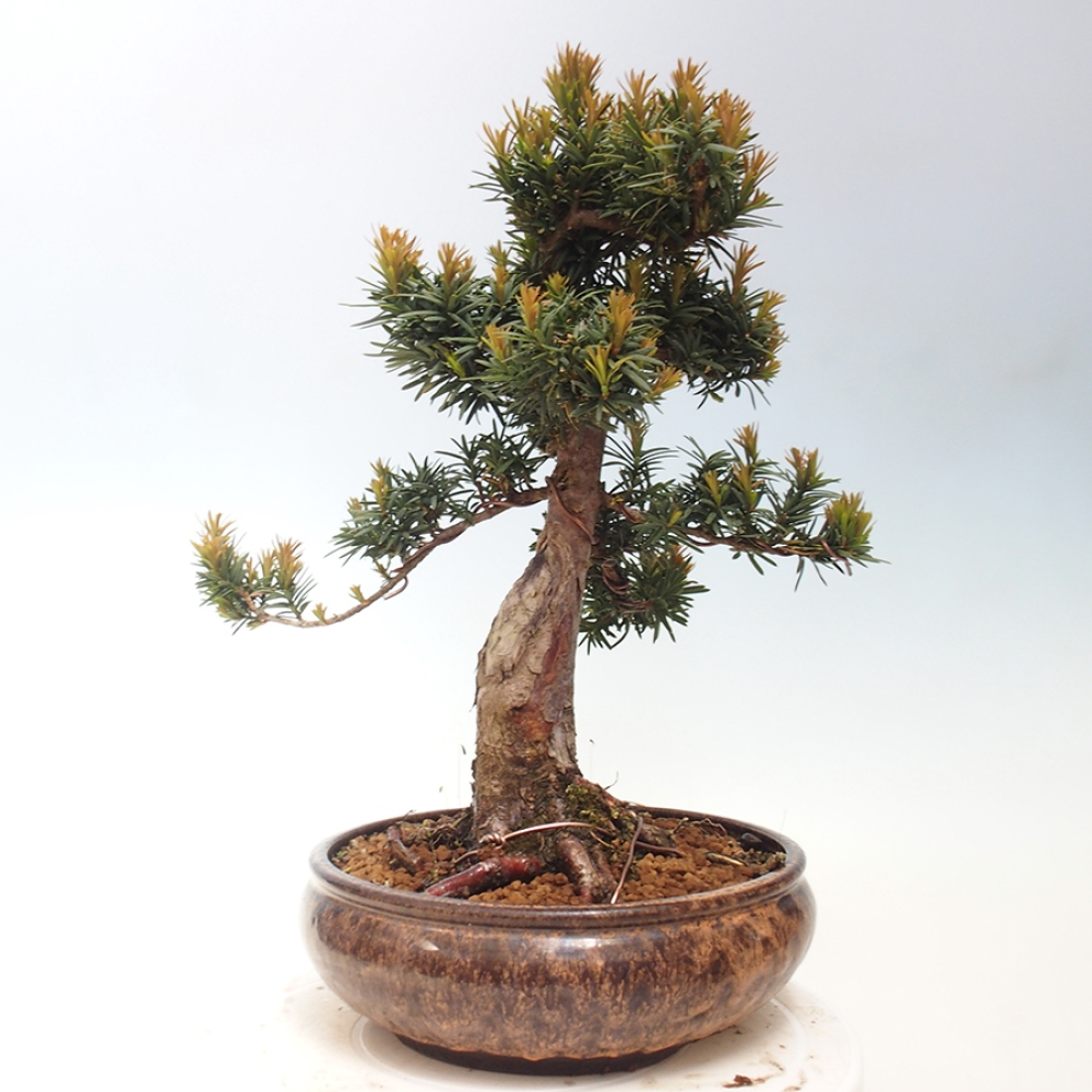 Vonkajší bonsai - Taxus cuspidata - Tis japonský