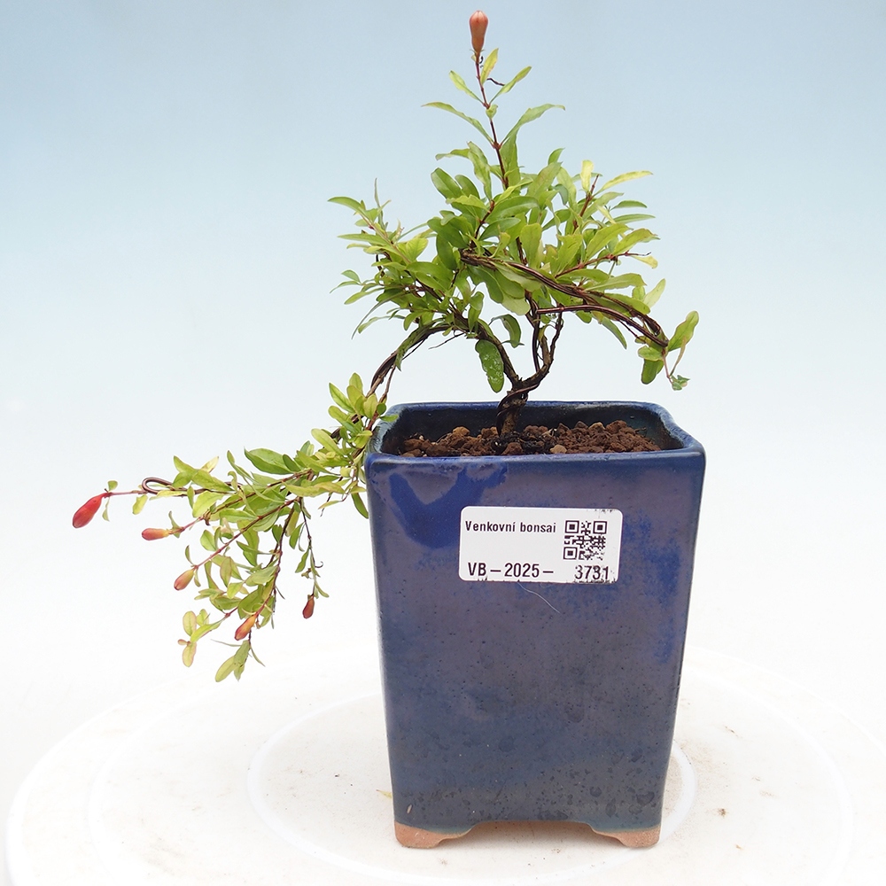 Izbová bonsai-Punic granatum nana-Granátové jablko