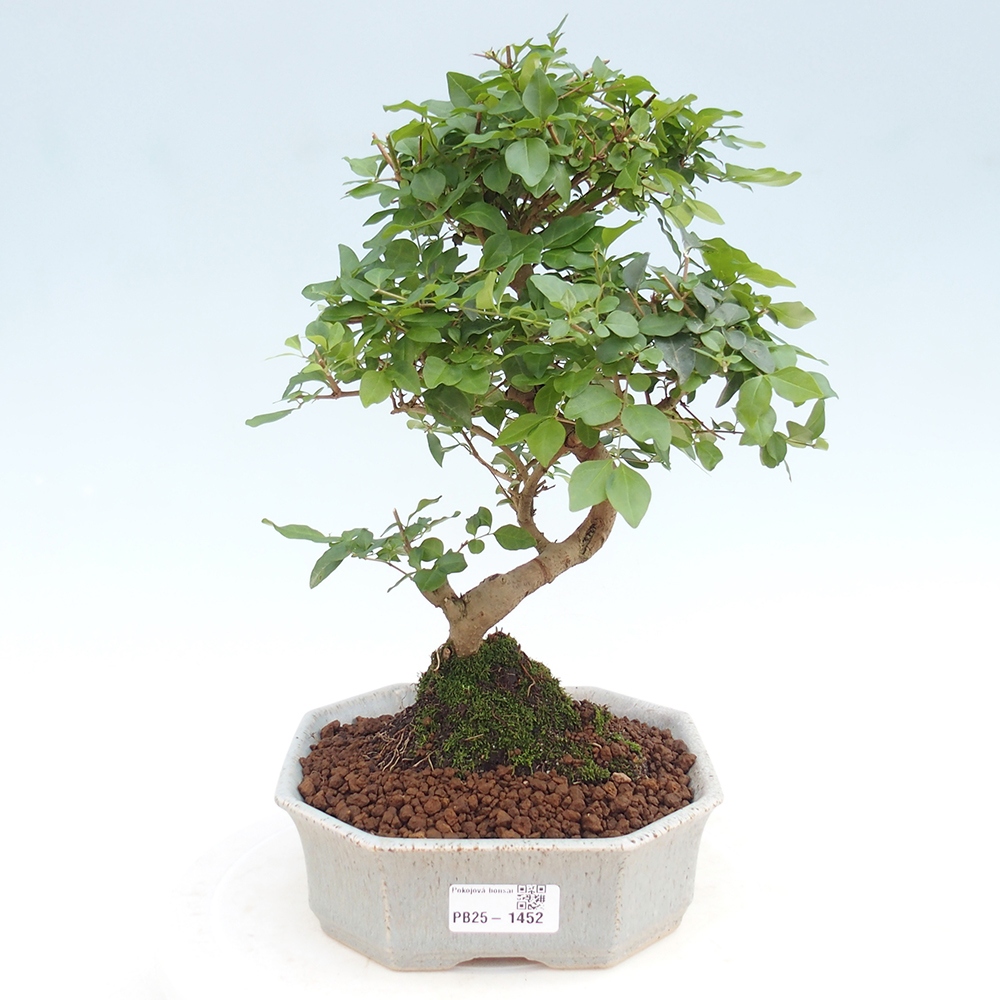 Izbová bonsai -Ligustrum chinensis - Vtáčí zob