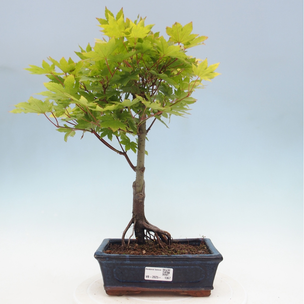 Vonkajší bonsai - Javor palmatum katsura GISAN - Javor dlanitolistý