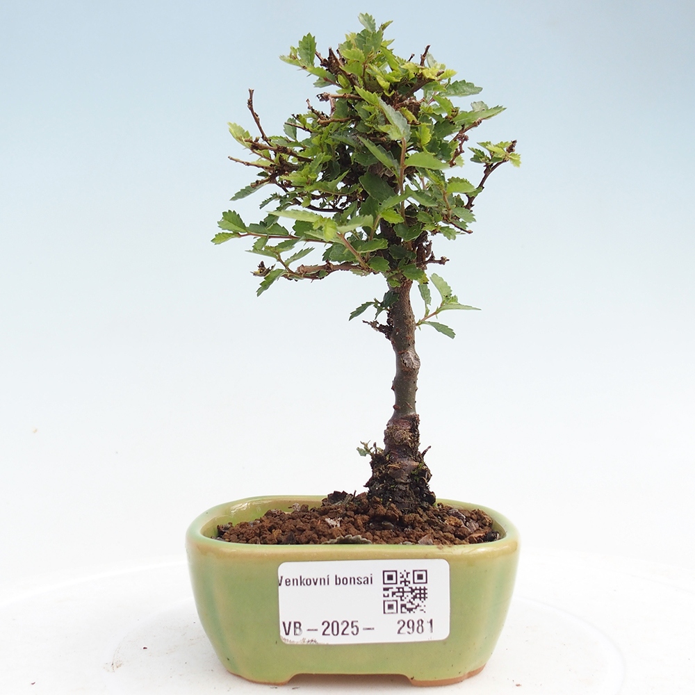 Vonkajší bonsai - Ulmus parvifolia Sagei - Malolistý brest