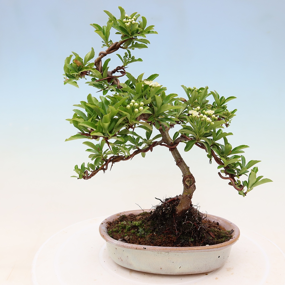 Vonkajší bonsai – Pyracantha teton – hlohovec šarlátový