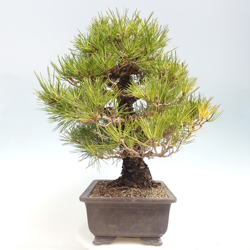 Vonkajšie bonsaje - Pinus thunbergii - borovica Thunbergova