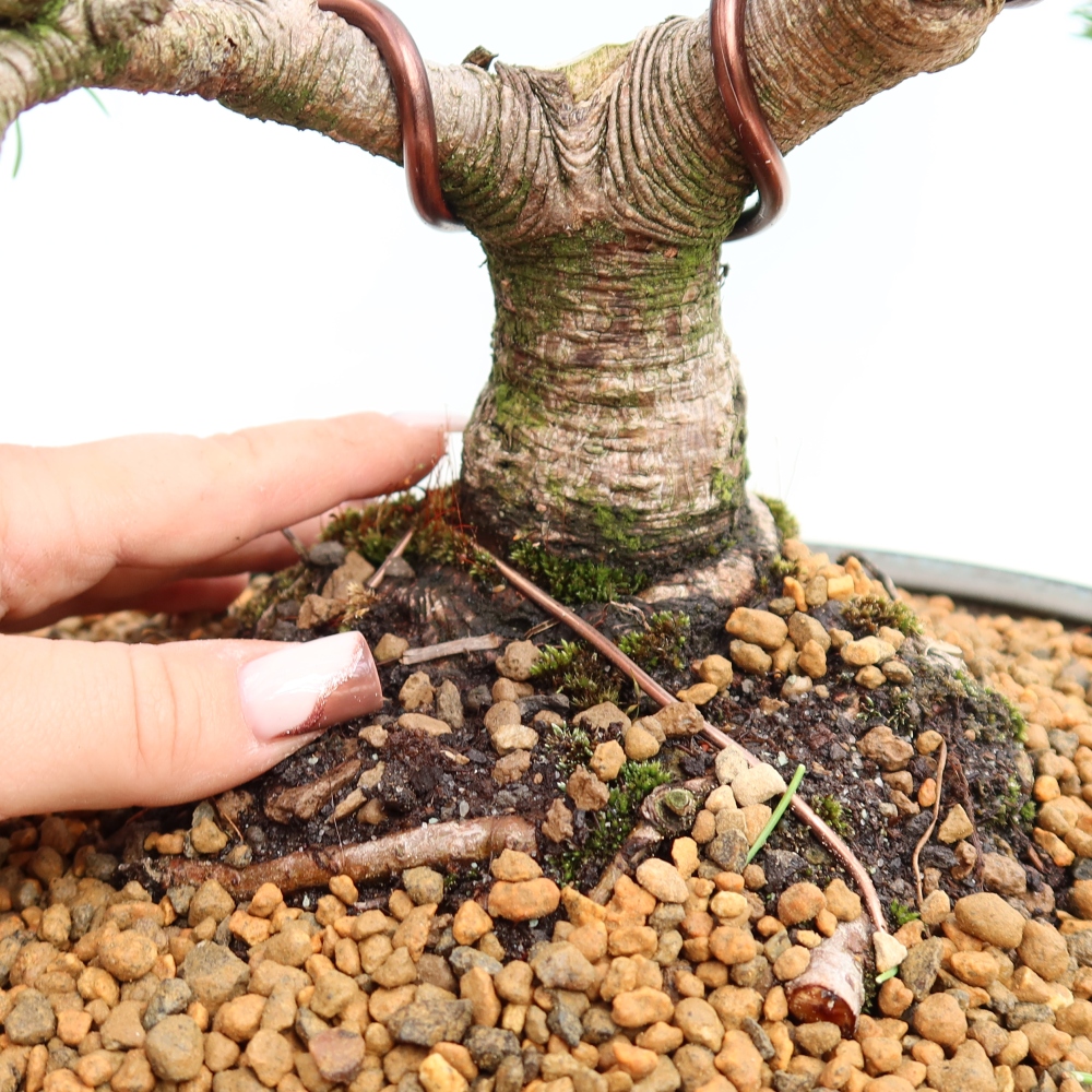 Vonkajšie bonsaje – Pinus mugo Humpy – borovica krivá