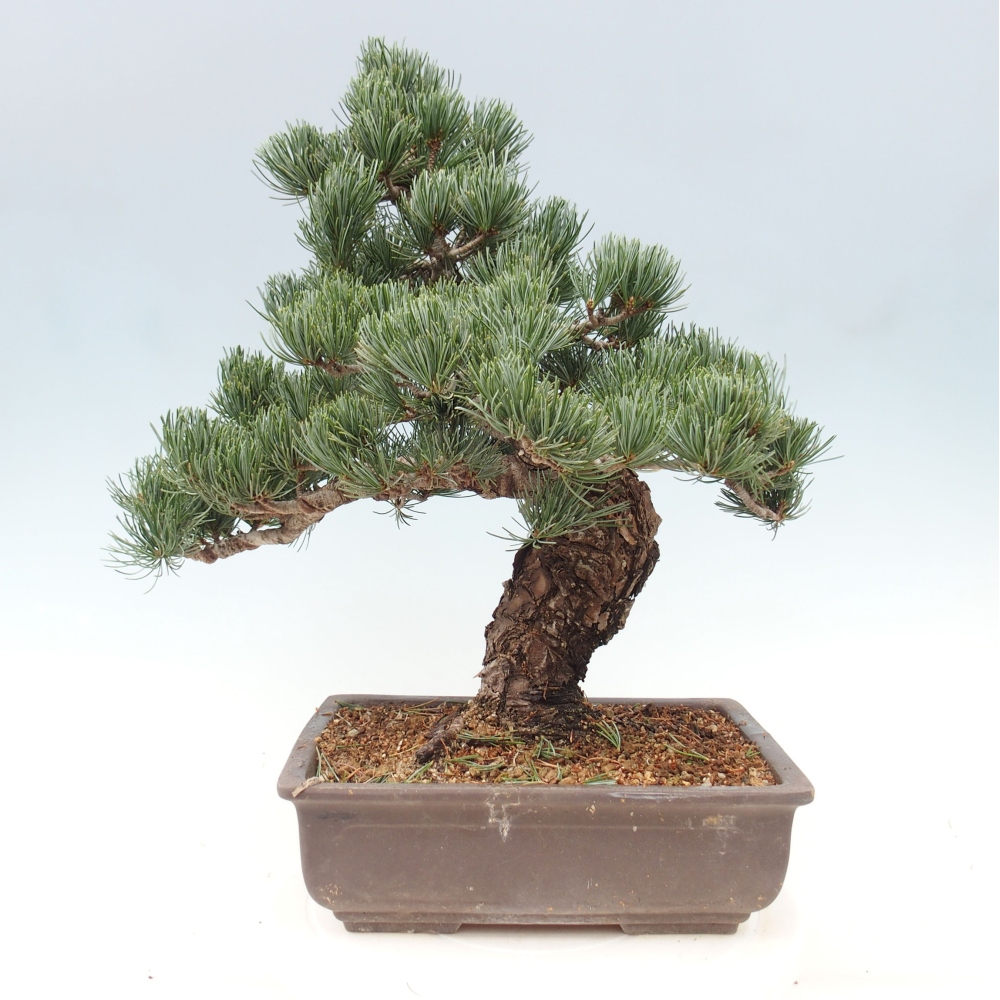 Vonkajšie bonsai - Pinus parviflora - Borovica drobnokvetá