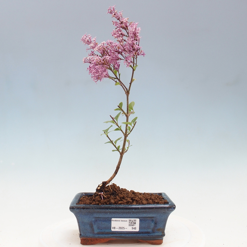 Vonkajší bonsai - Syringa Meyeri Palibin - Orgován Meyerov