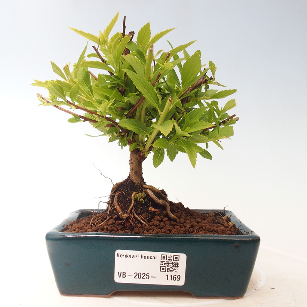 Vonkajší bonsai -malolistý tavoľník - Spirea japonica GENPSI
