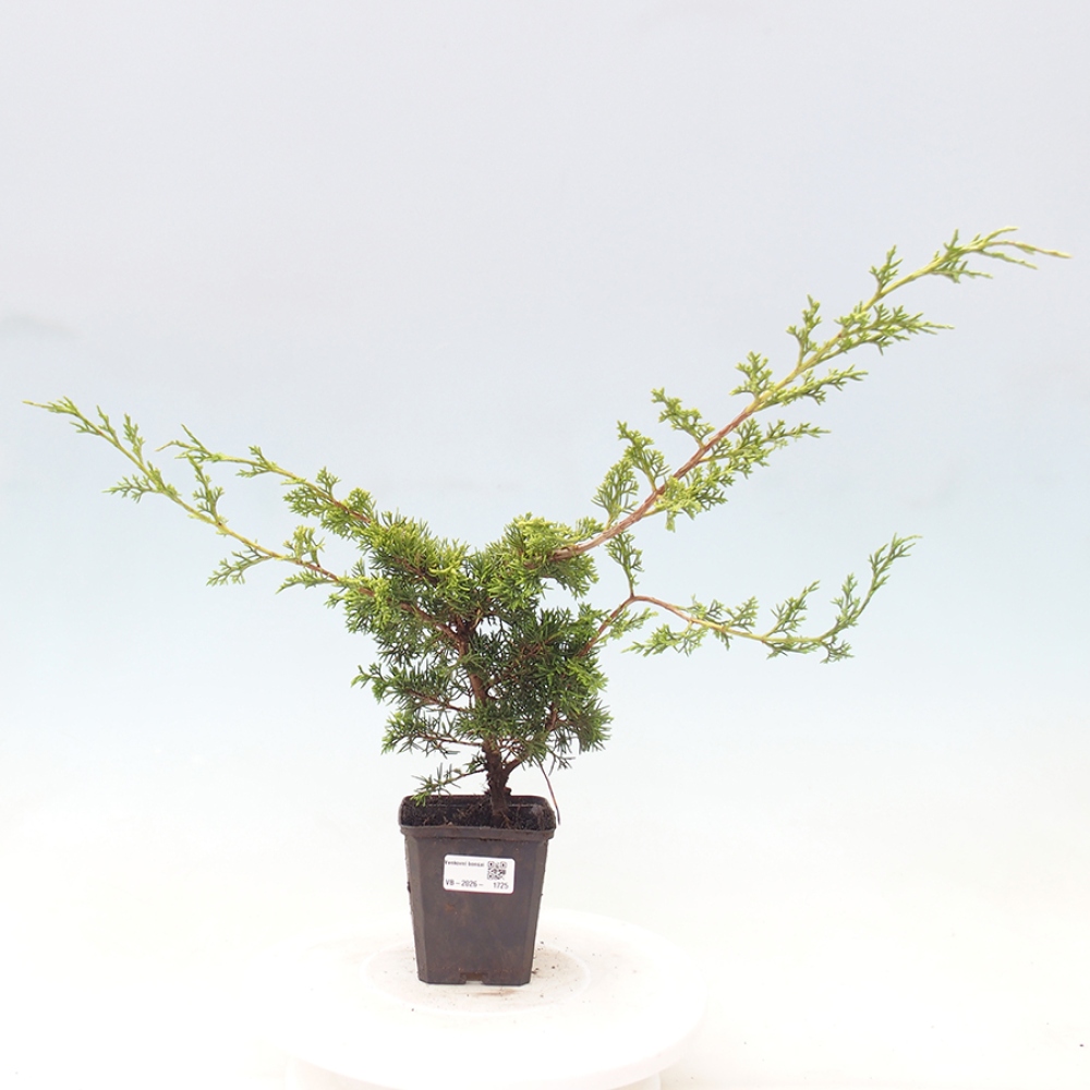 Vonkajší bonsaj - Juniperus chinensis Itoigawa