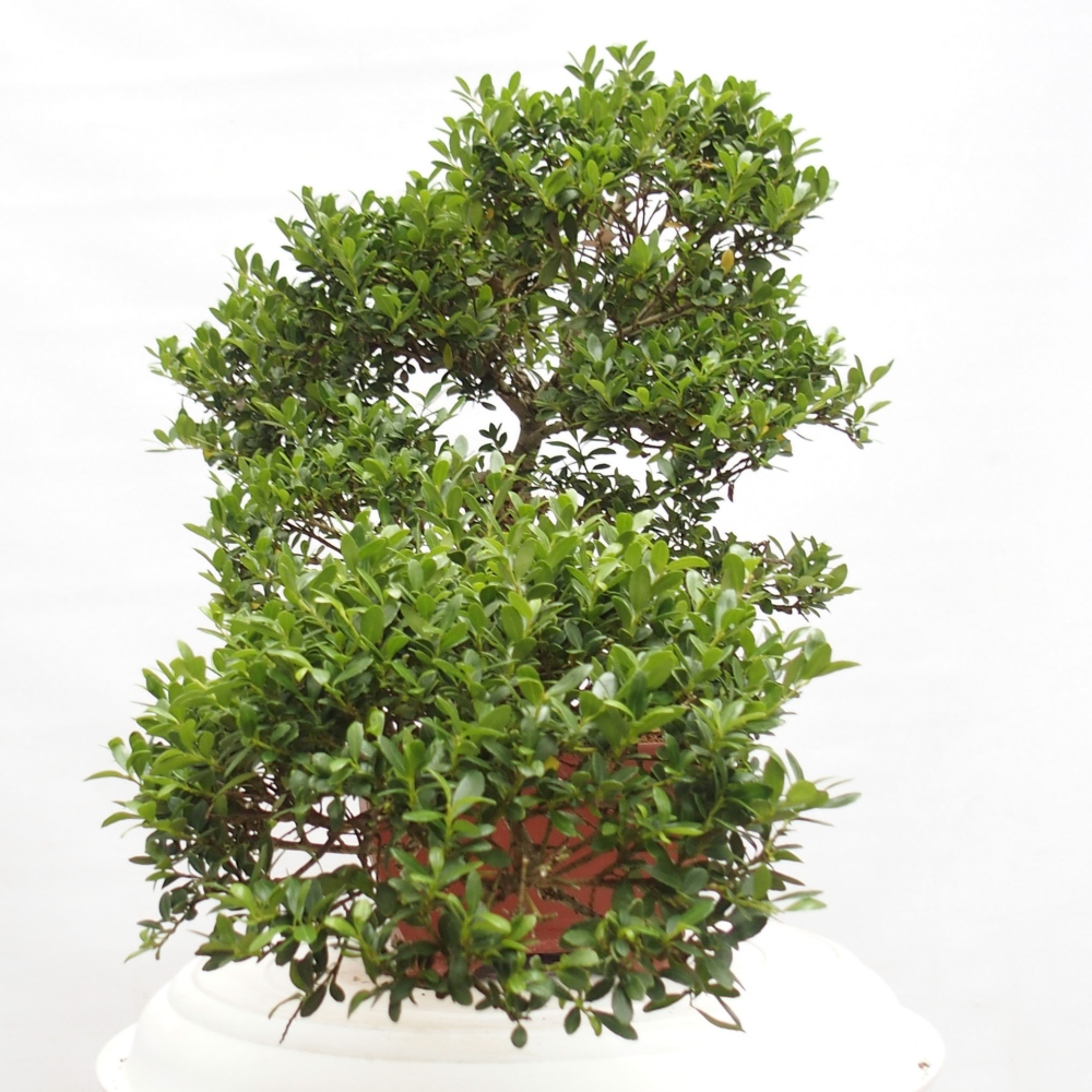 Izbová bonsai - Ilex crenata - Cezmína