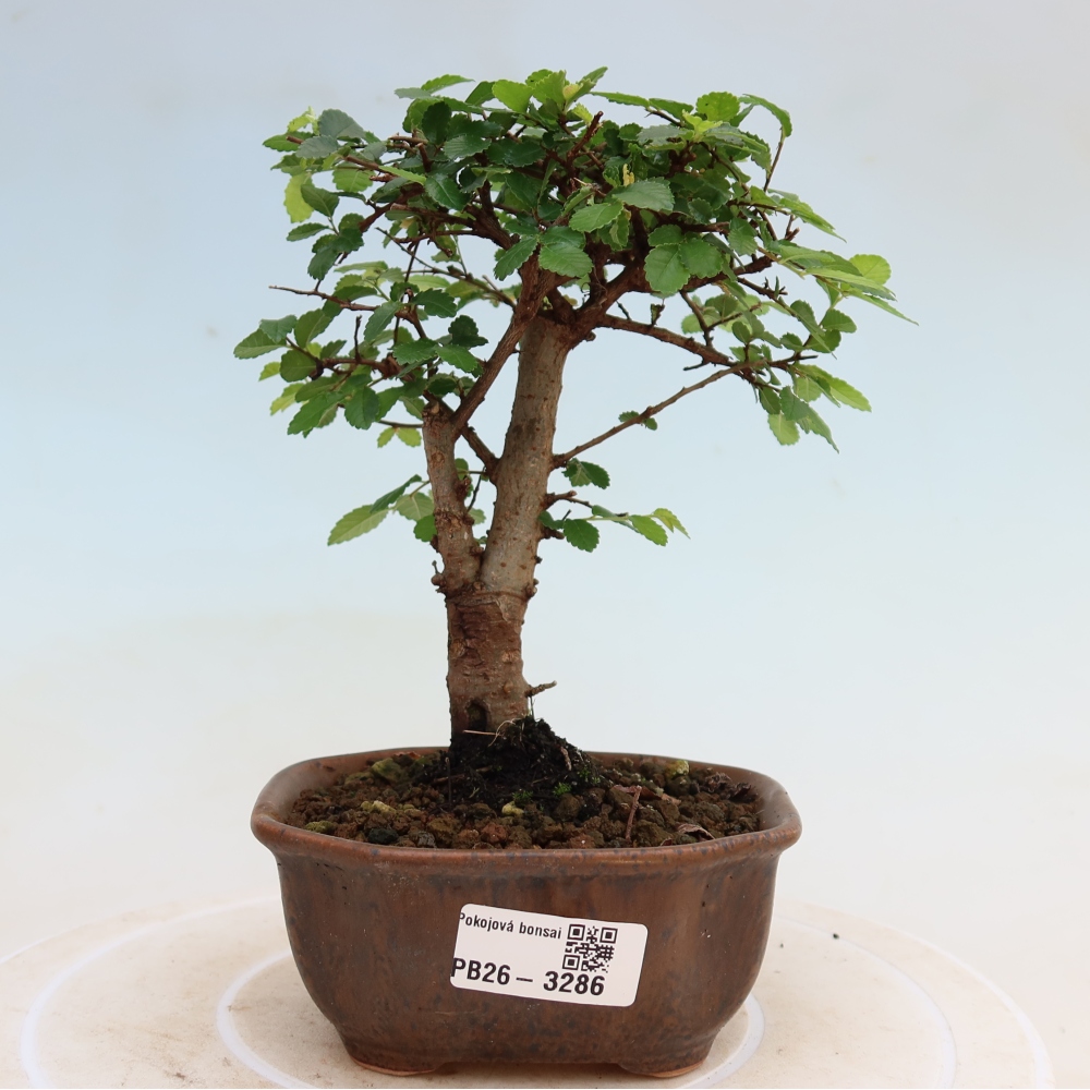 Izbový bonsaj - Ulmus parvifolia - brest malolistý