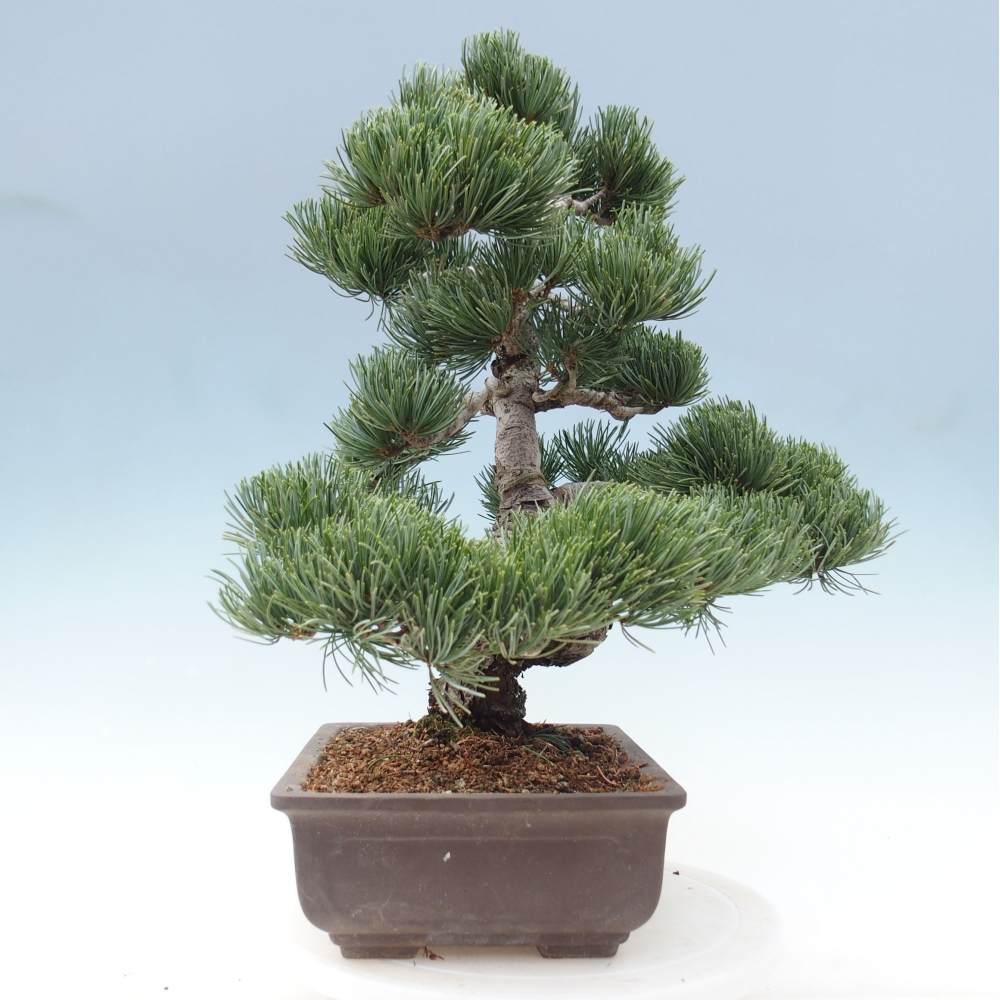 Vonkajšie bonsai - Pinus parviflora - Borovica drobnokvetá