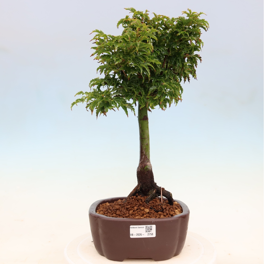 Vonkajšia bonsaj -Javorská palma Acer palmatum Shishigashira