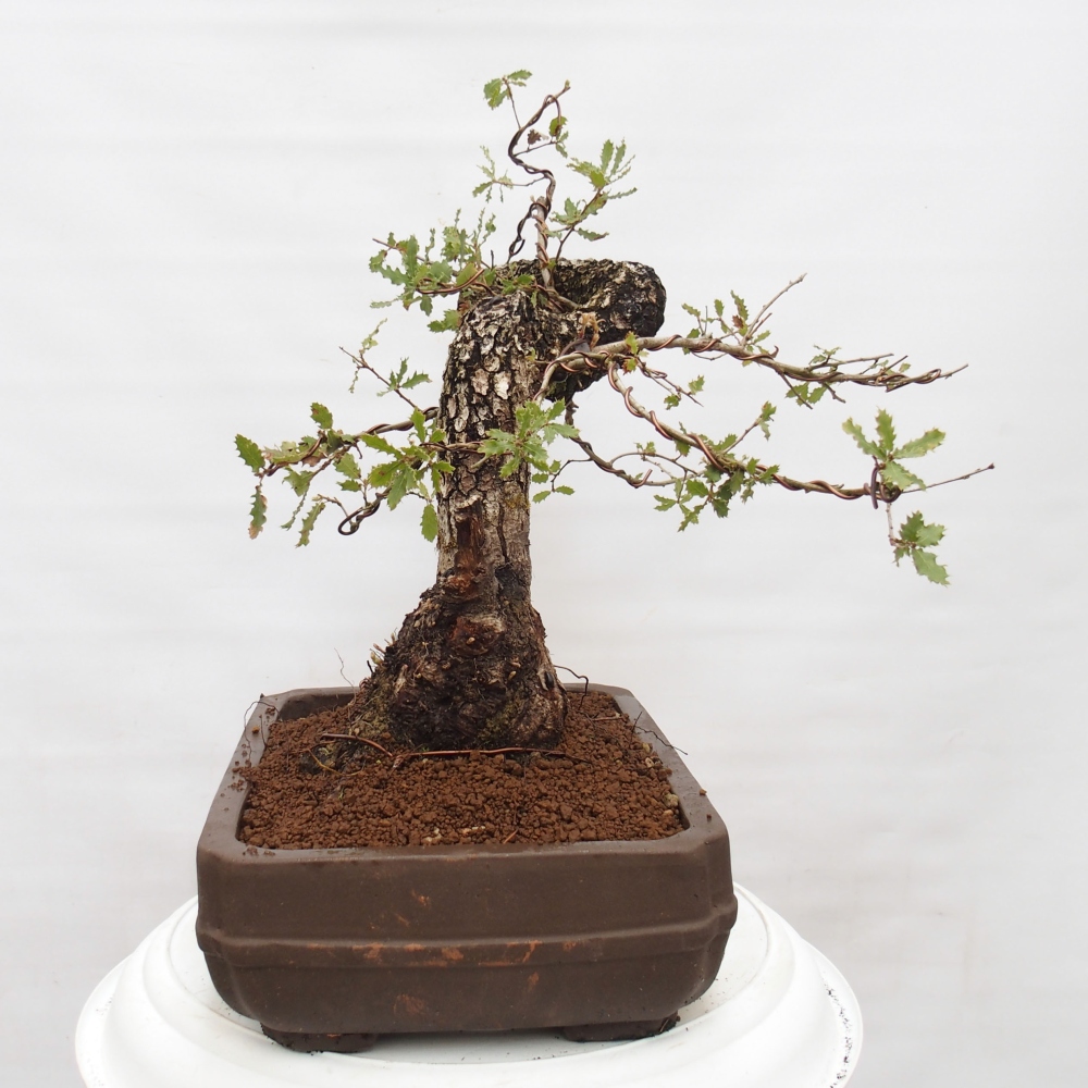 Yamadori - Quercus Ilex -Dub cezmínovitý
