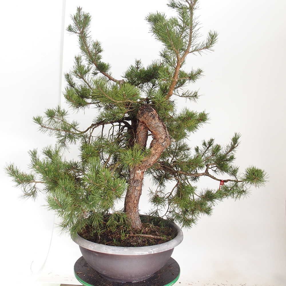 Yamadori - Pinus sylvestris Španielsko