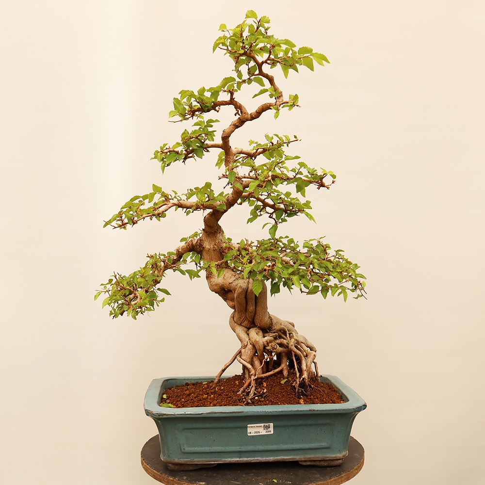 Vonkajší bonsai -Carpinus Coreana - Hrab kórejský