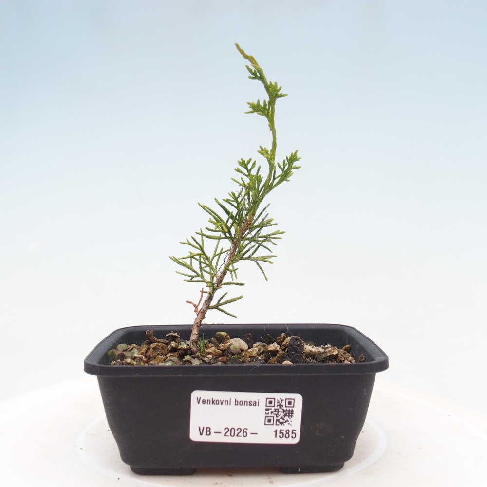 Vonkajší bonsaj - Juniperus chinensis Itoigawa