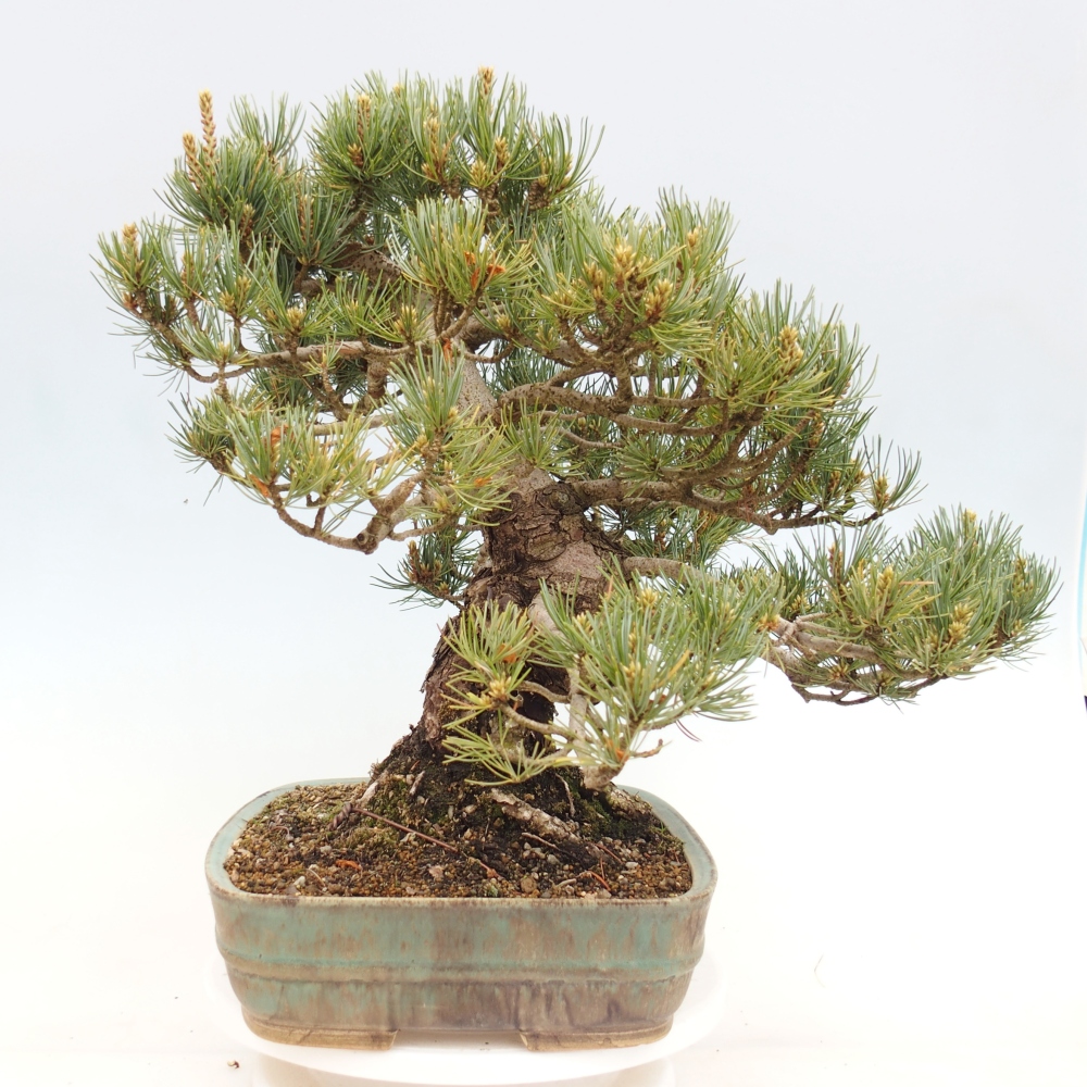 Vonkajšie bonsaje - Pinus parviflora - Pinus parviflora