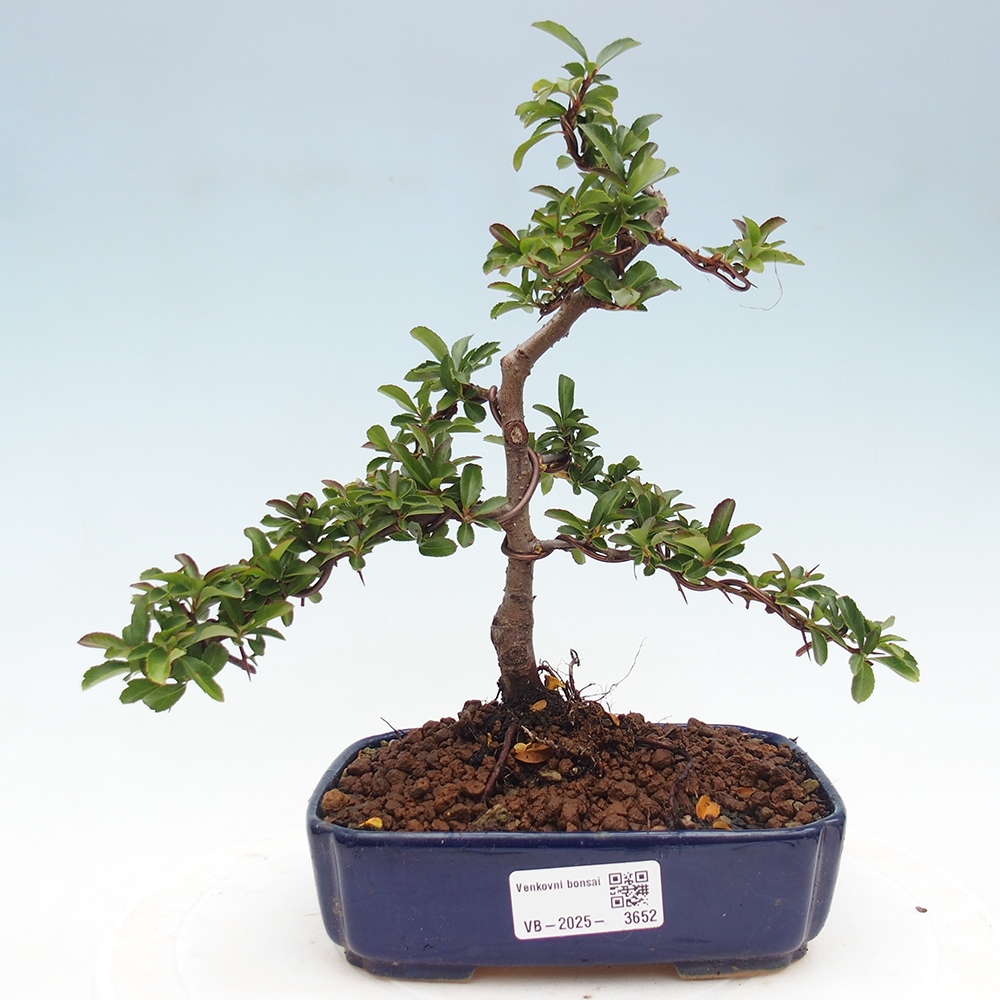 Vonkajšie bonsaje-Pyracantha Teton -Hlox