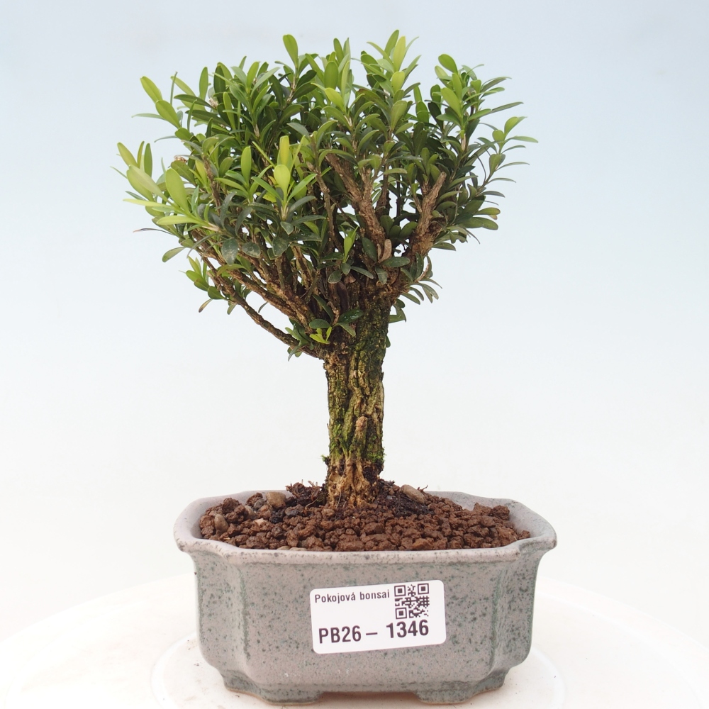 Izbové bonsaje - Buxus harlandii - korkový buxus