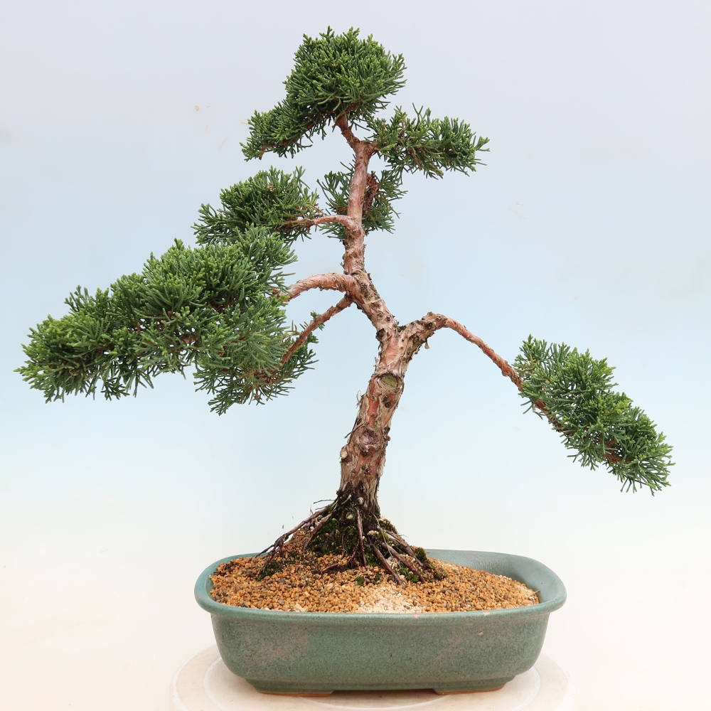 Vonkajší bonsaj - Juniperus chinensis Kishu