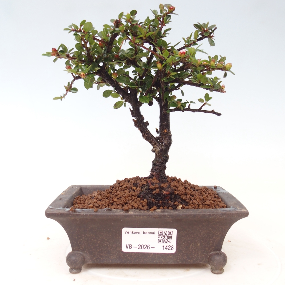Vonkajšie bonsaje - Cotoneaster horizontalis - Skalnaté hory