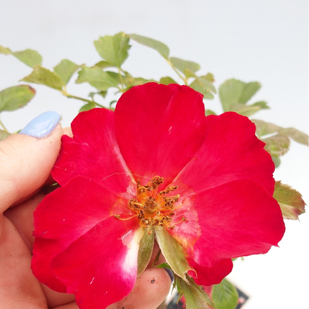 Vonkajší bonsai - Rosa Kordes - ruža