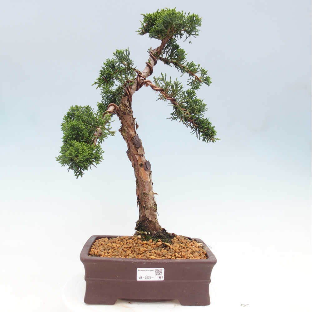 Vonkajší bonsaj - Juniperus chinensis Kishu