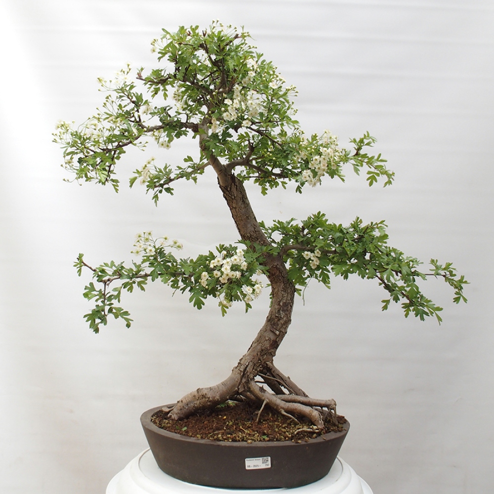 Vonkajší bonsai - Hloh - Crataegus monogyna