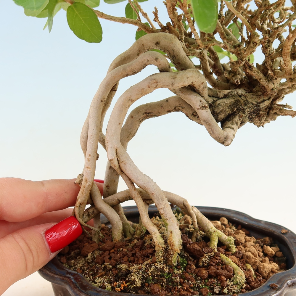 Izbový bonsaj - Premna serratifolia - Kozlovňa malolistá