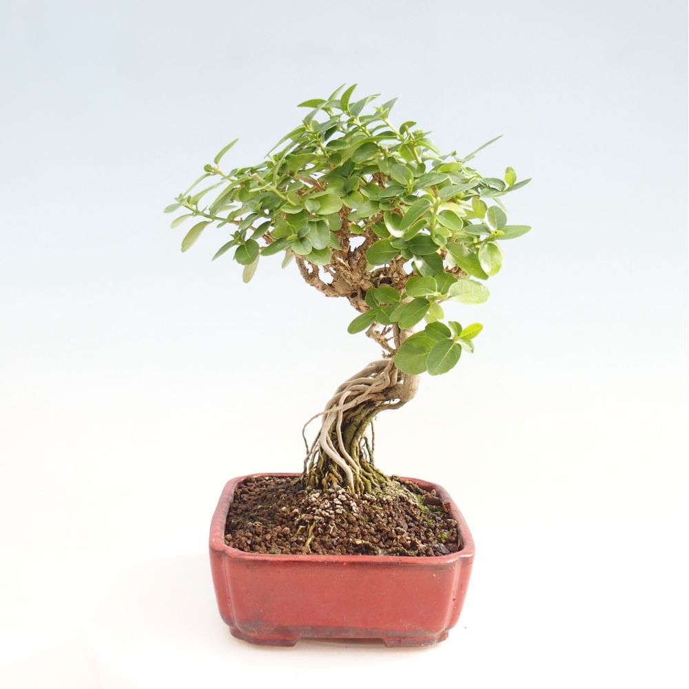 Izbová bonsai - Premna serratifolia - Kozlovoň malolistá