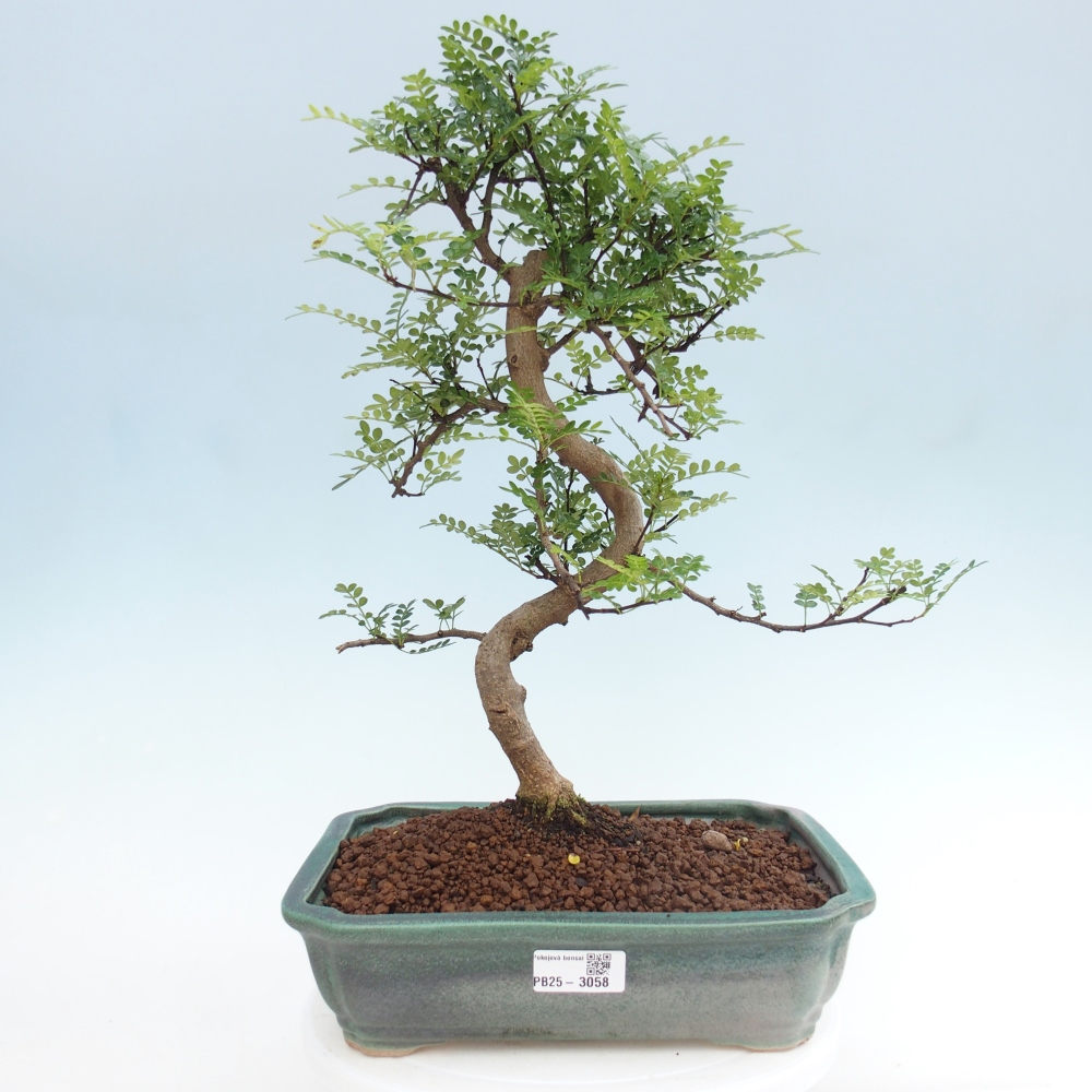 Izbová bonsai - Zantoxylum piperitum - korenistý