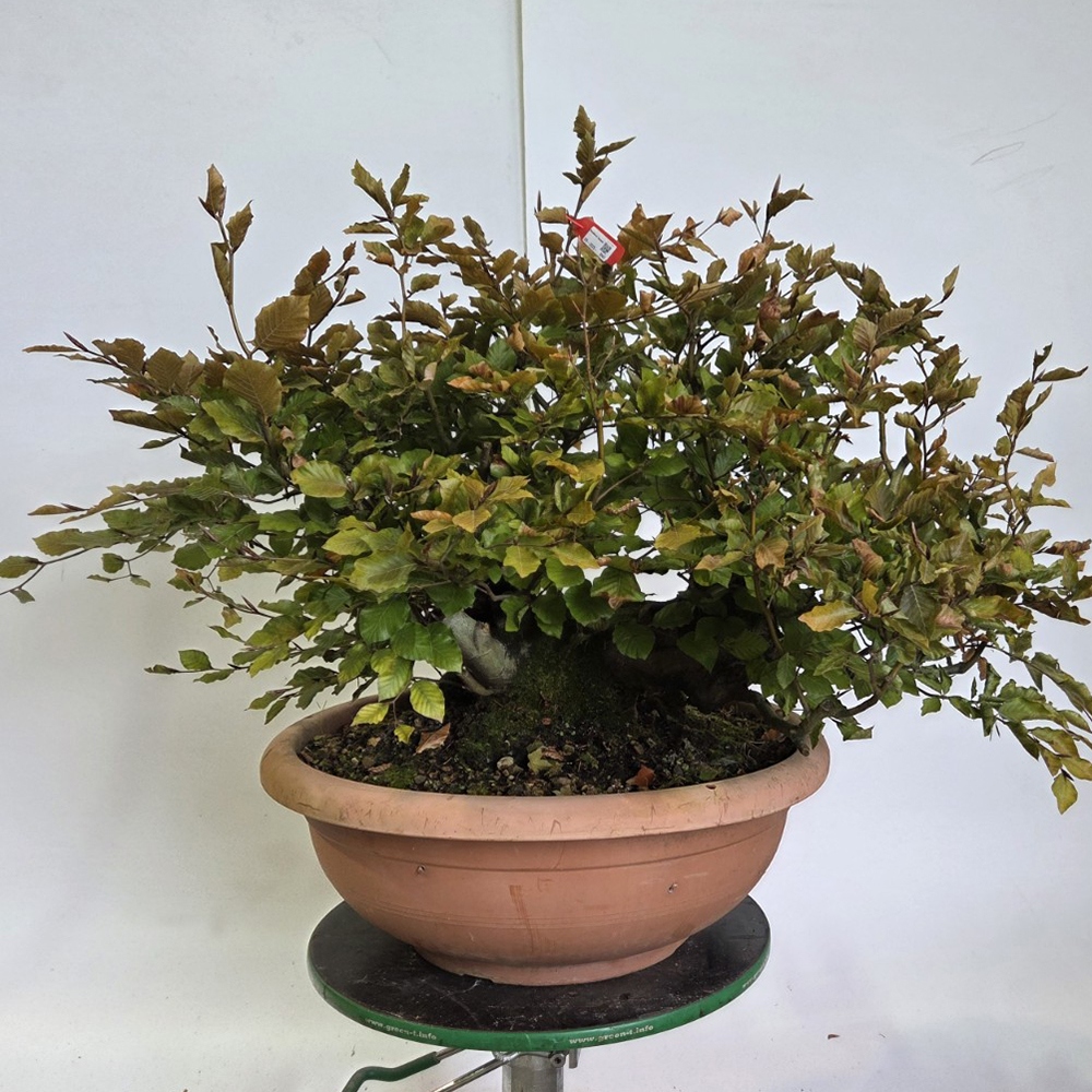 Vonkajšia bonsai-Fagus sylvatica