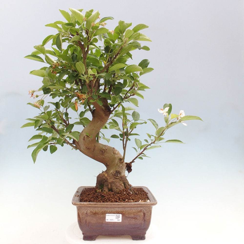 Vonkajší bonsai -Malus halliana - Maloplodá jabloň