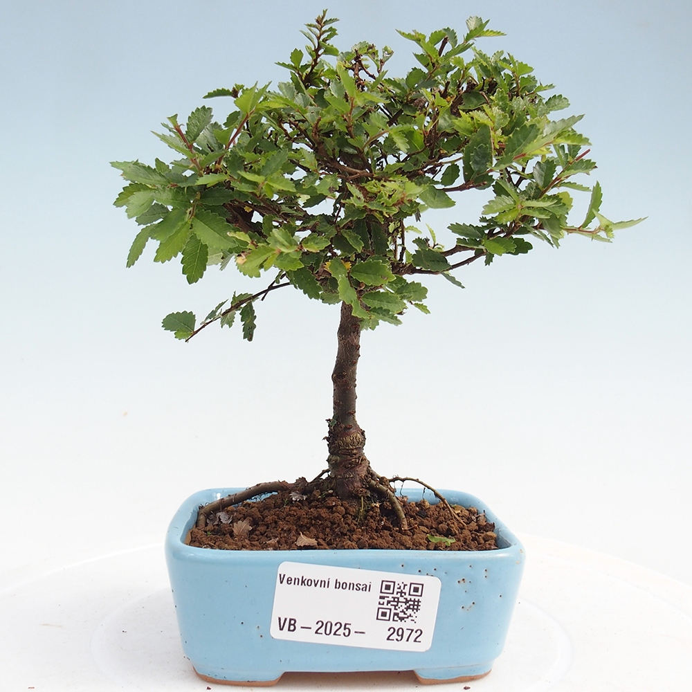 Vonkajší bonsai - Ulmus parvifolia Sagei - Malolistý brest