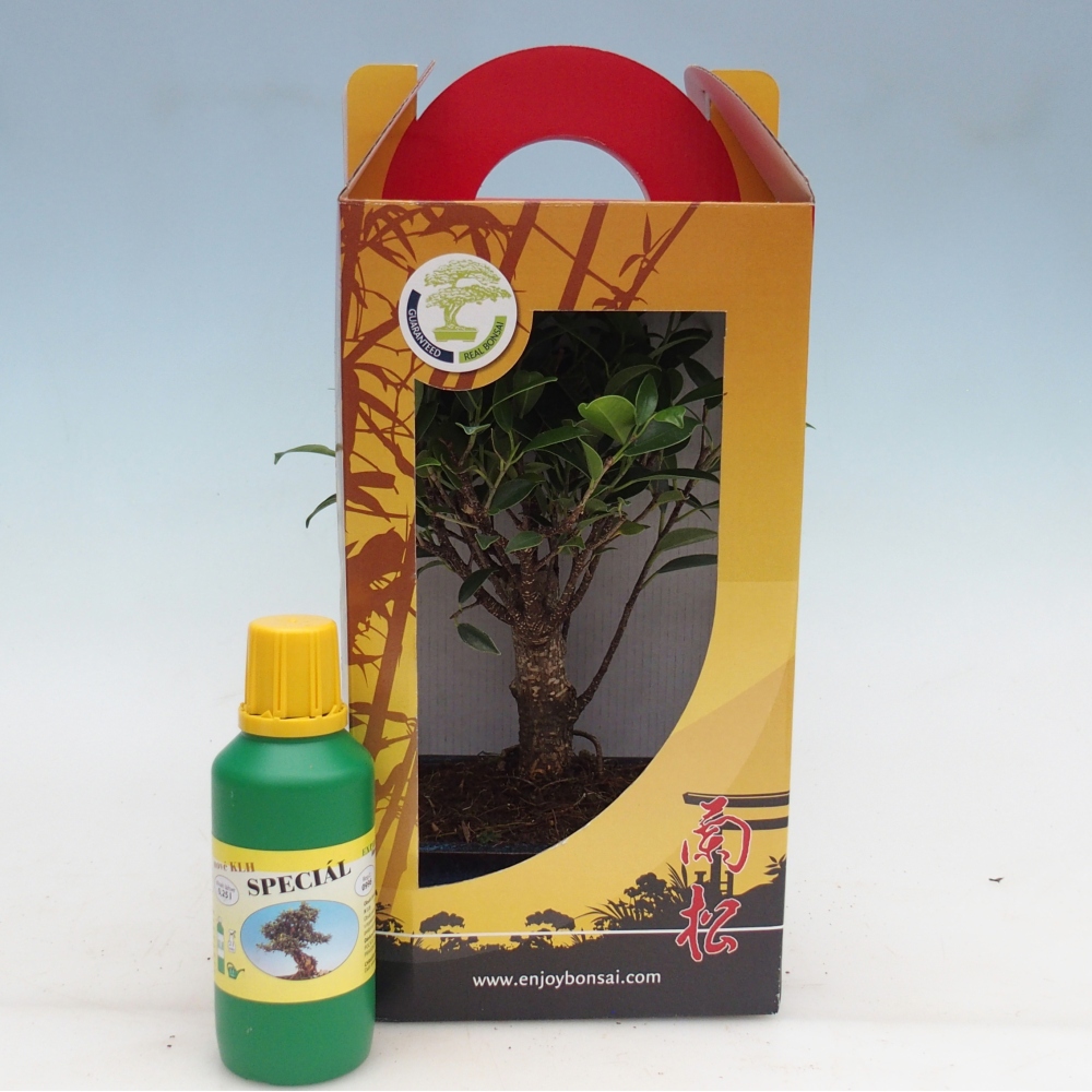 Izbový bonsaj v darčekovej krabičke Ficus retusa - drobnolistý fikus