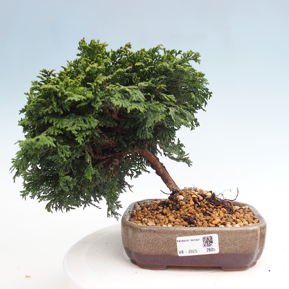 Vonkajší bonsai - Cham.pis Parslori - Cyprus