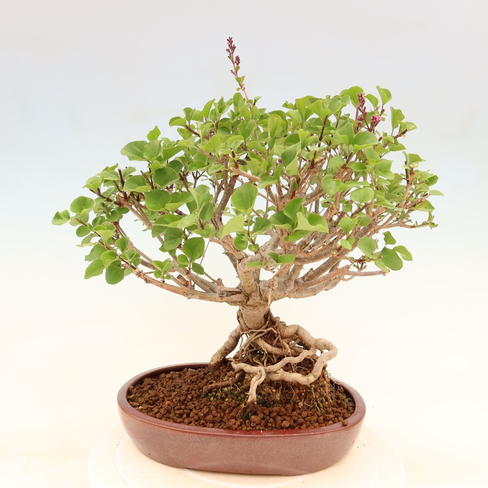 Vonkajší bonsaj - Syringa microphylla - drobnokvetý šeřík