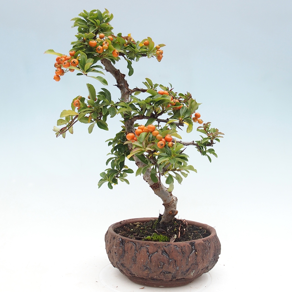 Vonkajšia bonsai-Pyracanta Teton -Hlohyně