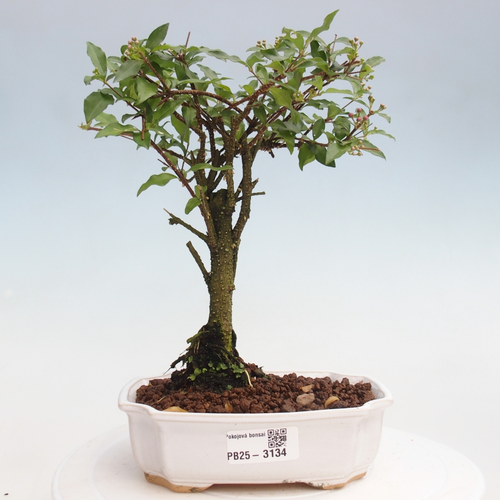 Izbová bonsai - Malpighia coccigera- Barbdorská čerešňa