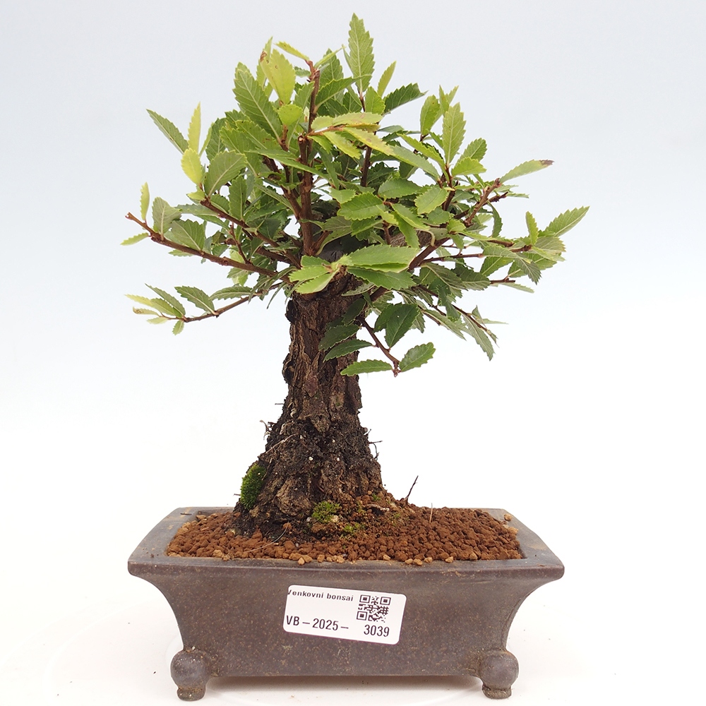 Vonkajšie bonsai - Zelkova - Zelkova Nirom