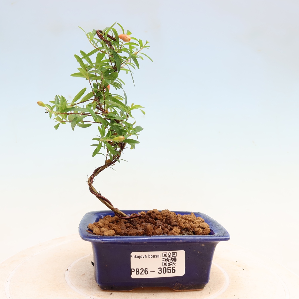 Izbový bonsaj-PUNICA granatum nana-Granátové jablko