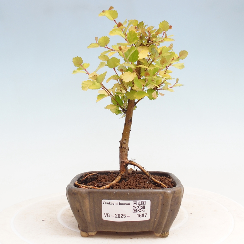 Vonkajší bonsai - breza trpasličí - Betula NANA Treasure