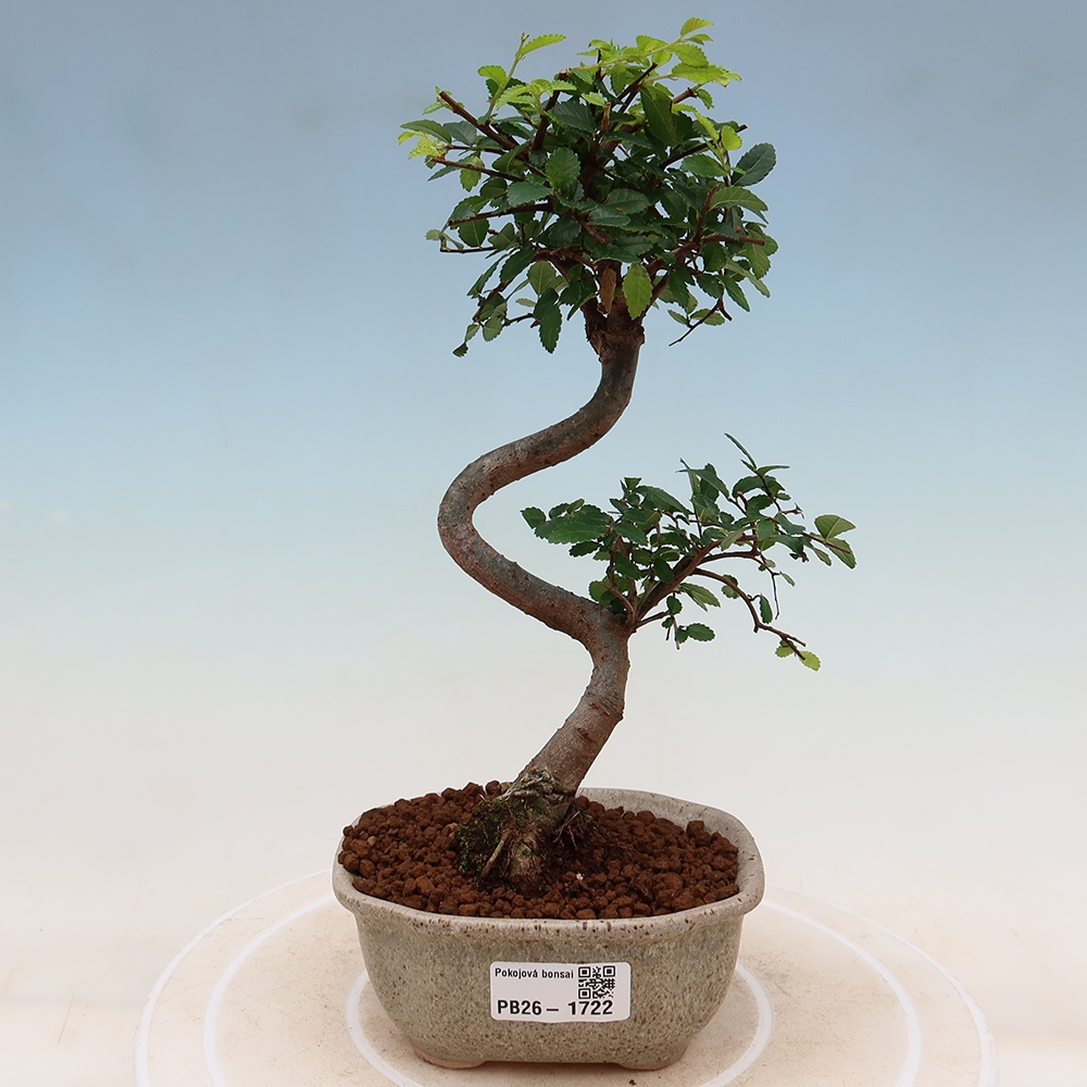 Izbový bonsaj - Ulmus parvifolia - brest malolistý